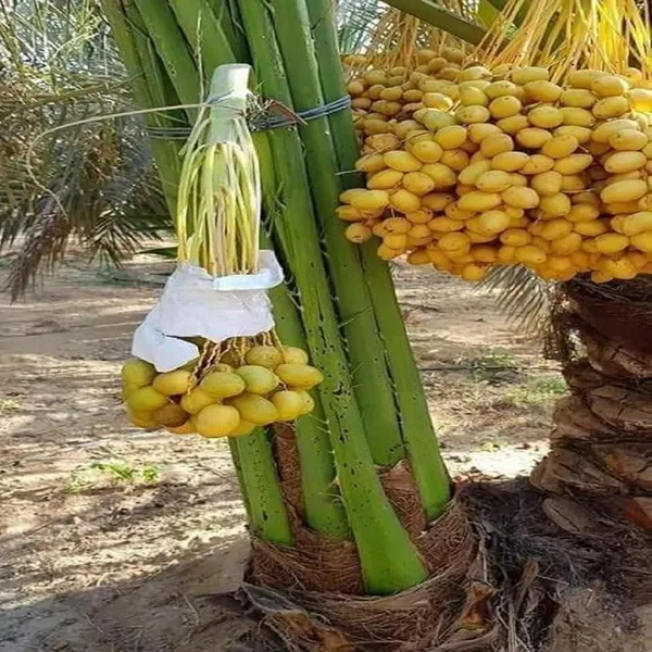 Amber_Dates_Palm_Arabian_Khurma_Khajur_Dwarf_Fruit_Plant