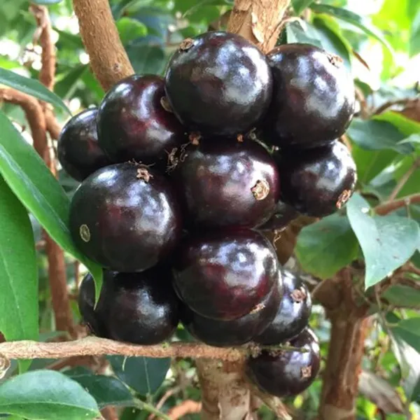 Sabara_Jaboticaba_Fruit_Plant