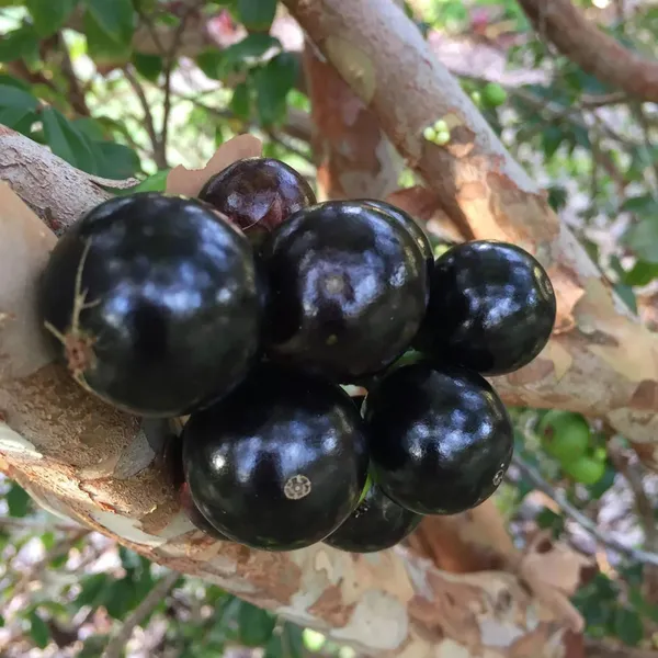 Sabara_Jaboticaba_Fruit_Plant
