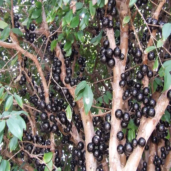 Sabara_Jaboticaba_Fruit_Plant