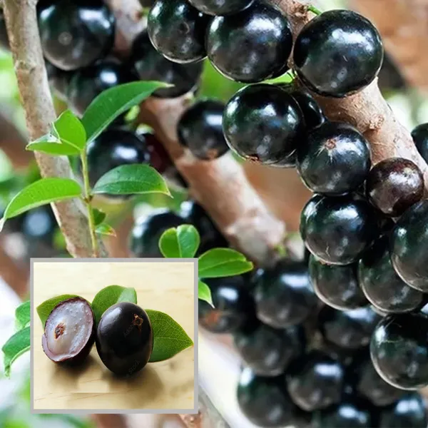 Sabara_Jaboticaba_Fruit_Plant