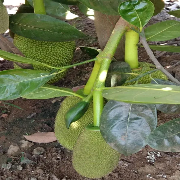 Seedless_Gumless_Jackfruit_Panasa_Varikka_Katahal_Chakka_Grafted_Fruit_Plant