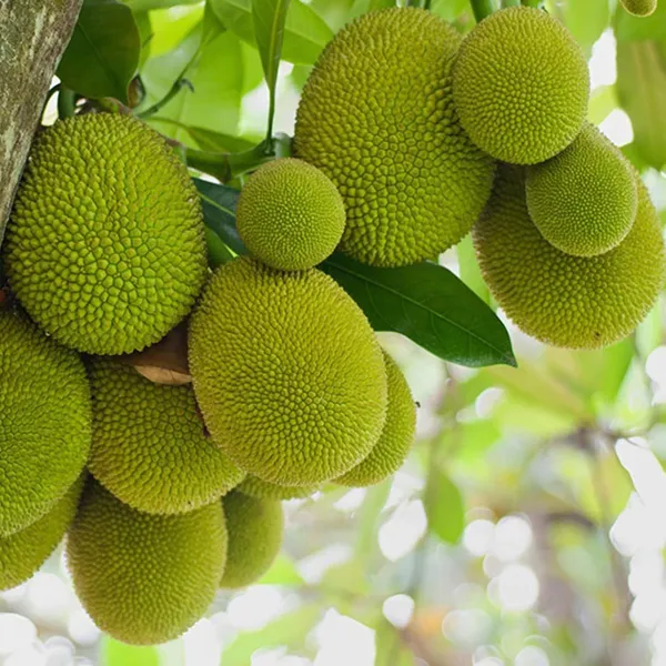 Seedless_Gumless_Jackfruit_Panasa_Varikka_Katahal_Chakka_Grafted_Fruit_Plant