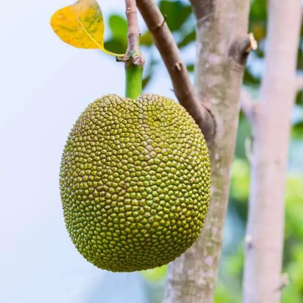 Seedless_Gumless_Jackfruit_Panasa_Varikka_Katahal_Chakka_Grafted_Fruit_Plant