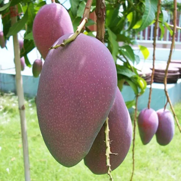 Bn_7_Mango_Aam_Grafted_Fruit_Plant