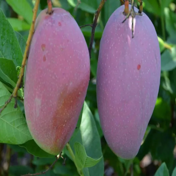 Bn_7_Mango_Aam_Grafted_Fruit_Plant