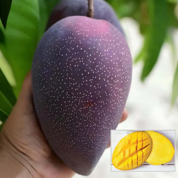 Bn_7_Mango_Aam_Grafted_Fruit_Plant