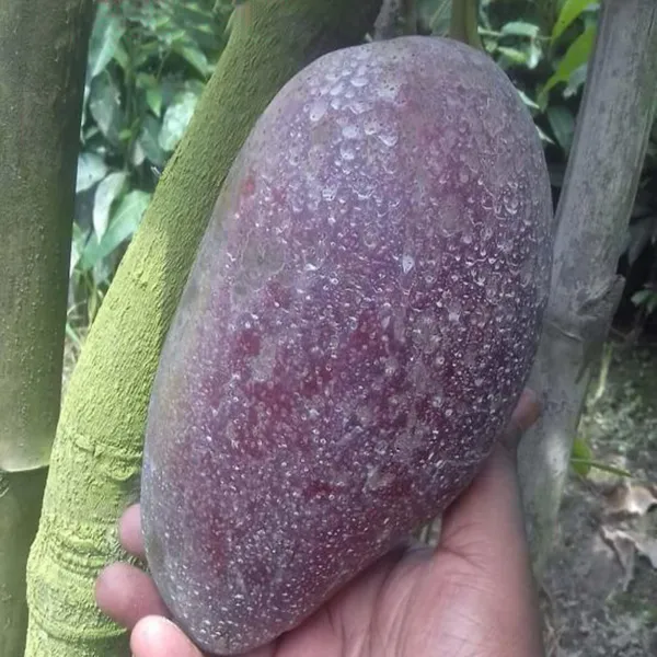 Bn_7_Mango_Aam_Grafted_Fruit_Plant