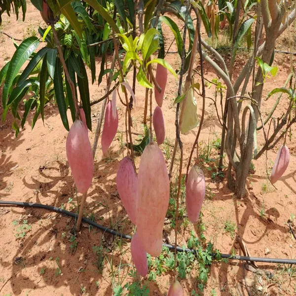Red_Ivory_Mango_Aam_Grafted_Fruit_Plant