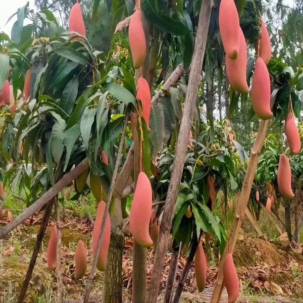 Red_Ivory_Mango_Aam_Grafted_Fruit_Plant