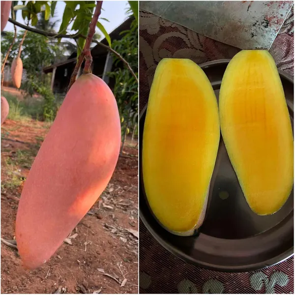 Red_Ivory_Mango_Aam_Grafted_Fruit_Plant