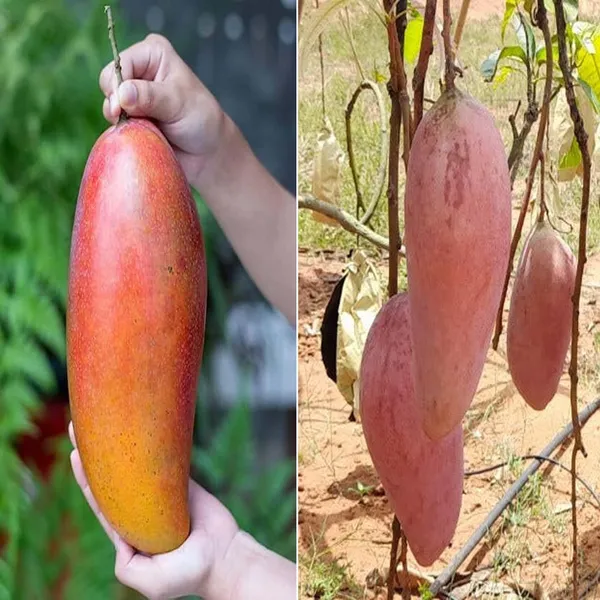 Red_Ivory_Mango_Aam_Grafted_Fruit_Plant