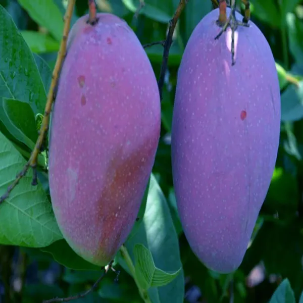 Nam_Dok_Mai_Si_Muang_Purple_Mango_Aam_Grafted_Fruit_Plant