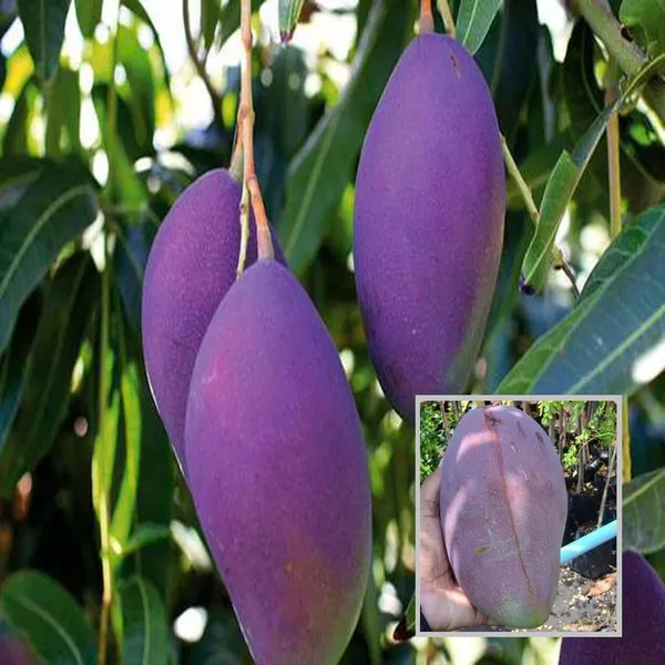 Nam_Dok_Mai_Si_Muang_Purple_Mango_Aam_Grafted_Fruit_Plant