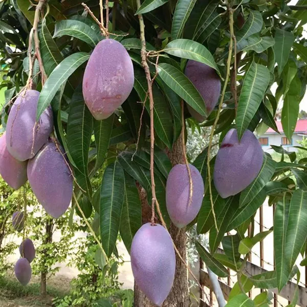 Nam_Dok_Mai_Si_Muang_Purple_Mango_Aam_Grafted_Fruit_Plant