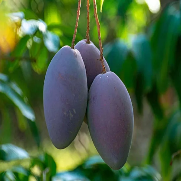 Nam_Dok_Mai_Si_Muang_Purple_Mango_Aam_Grafted_Fruit_Plant