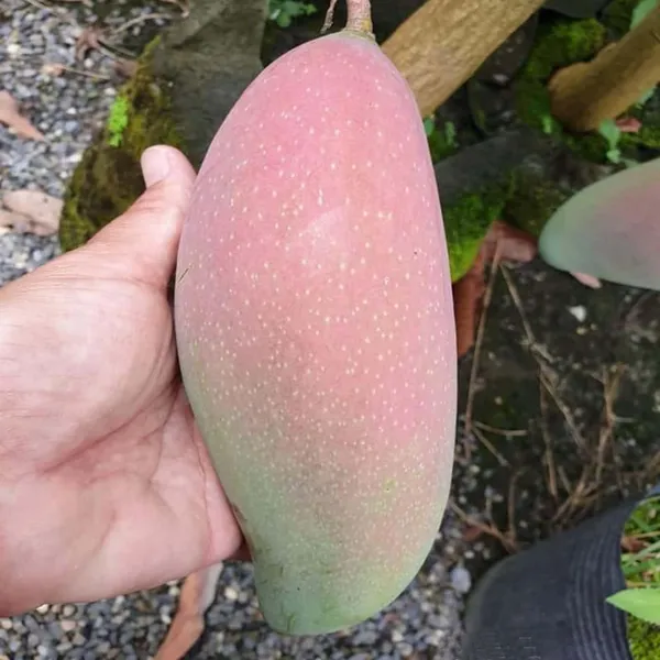 Thai_King_Of_Chakapat_Mango_Aam_Grafted_Fruit_Plant