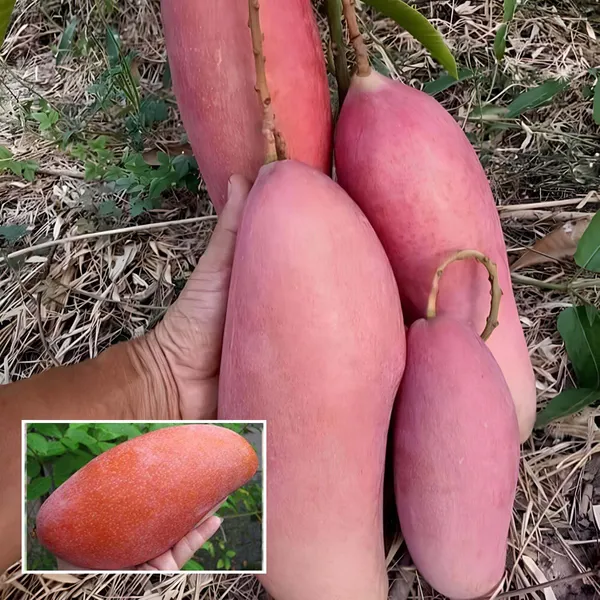 Thai_King_Of_Chakapat_Mango_Aam_Grafted_Fruit_Plant