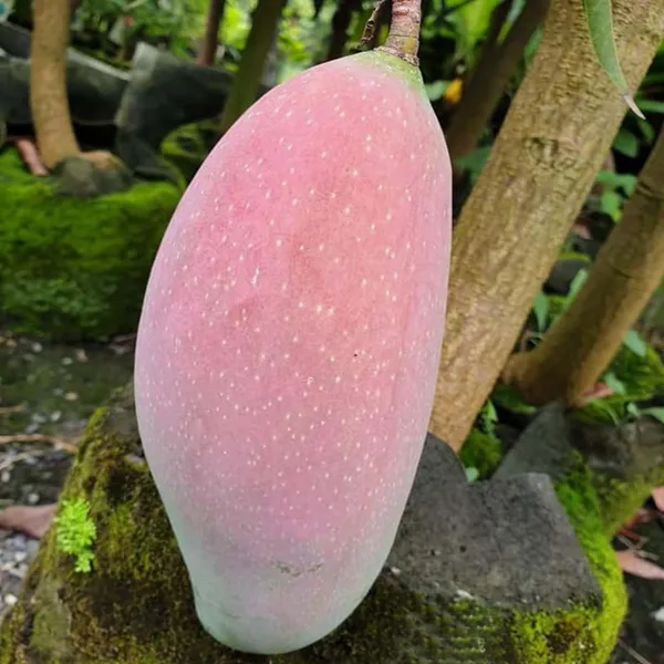 Thai_King_Of_Chakapat_Mango_Aam_Grafted_Fruit_Plant