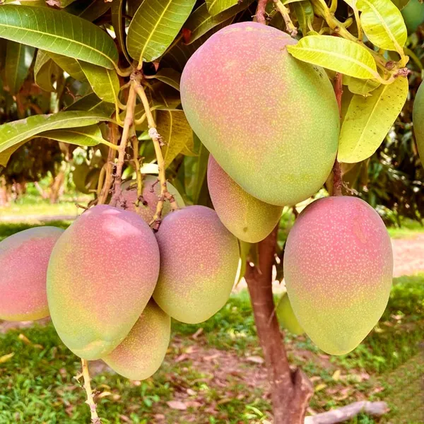 American_Kent_Mango_Aam_Grafted_Fruit_Plant