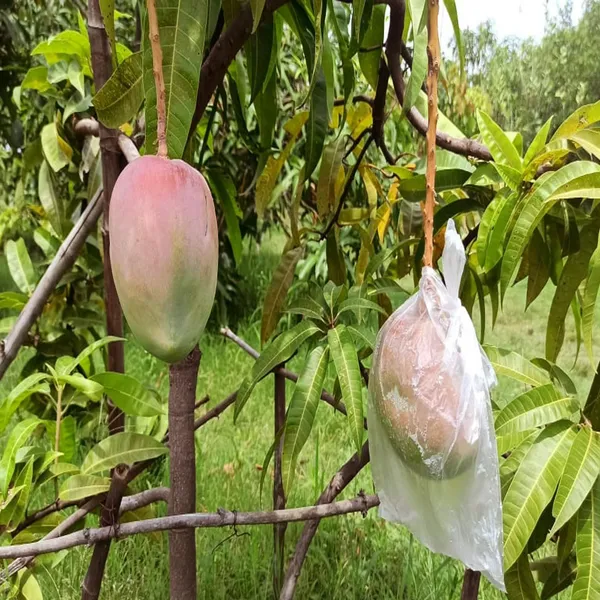 American_Kent_Mango_Aam_Grafted_Fruit_Plant