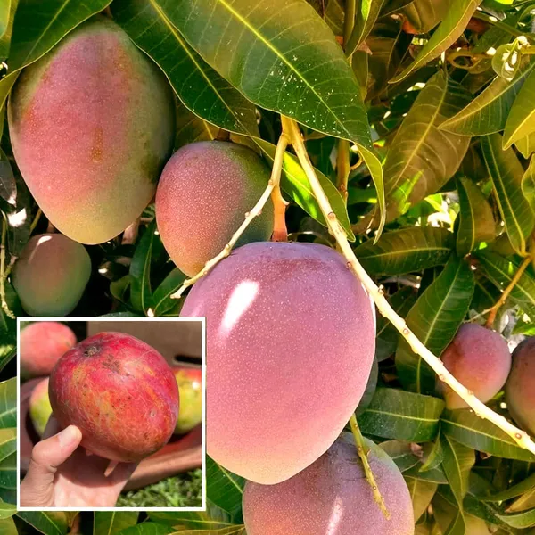 American_Kent_Mango_Aam_Grafted_Fruit_Plant