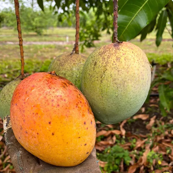 Coconut_Cream_Mango_Aam_Grafted_Fruit_Plant