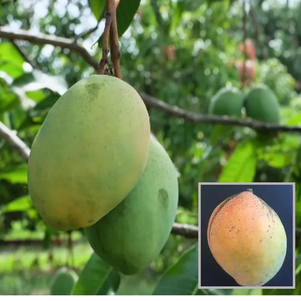 Coconut_Cream_Mango_Aam_Grafted_Fruit_Plant