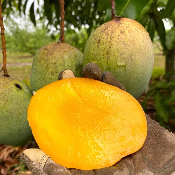 Coconut_Cream_Mango_Aam_Grafted_Fruit_Plant
