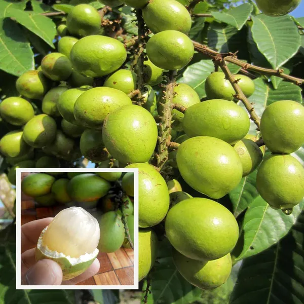 Green_Matoa_Fruit_Plant