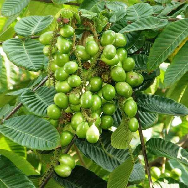 Green_Matoa_Fruit_Plant