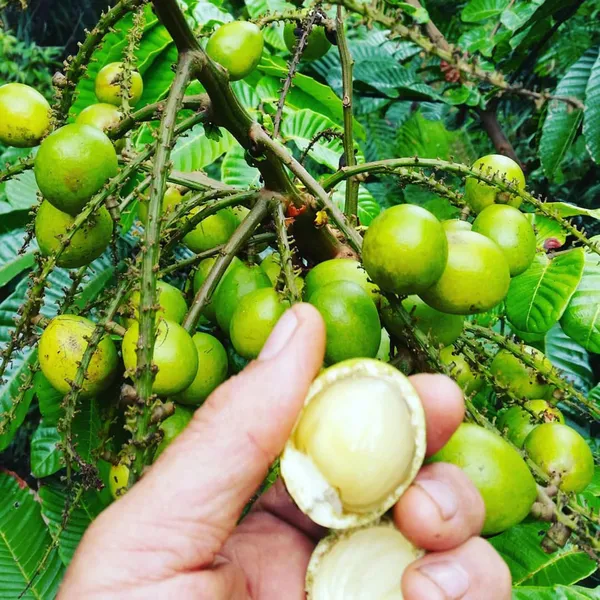 Green_Matoa_Fruit_Plant