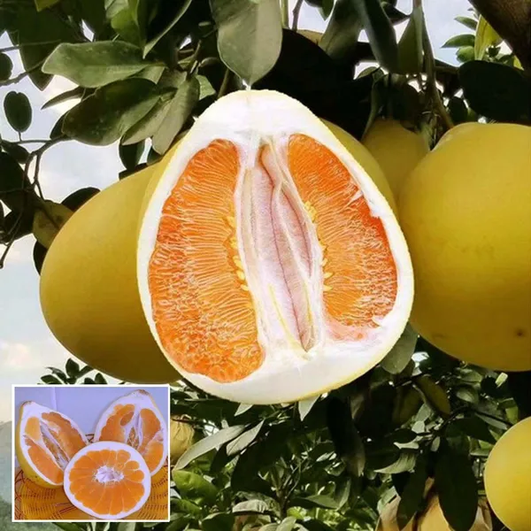 Golden_Honey_Pomelo_Grapefruit_Jambura_Giant_Chakotra_Batabi_Lebu_Kambili_Naranga_Grafted_Fruit_Plant