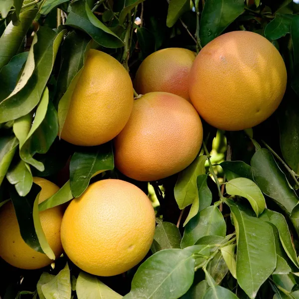 Golden_Honey_Pomelo_Grapefruit_Jambura_Giant_Chakotra_Batabi_Lebu_Kambili_Naranga_Grafted_Fruit_Plant