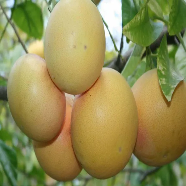 Golden_Honey_Pomelo_Grapefruit_Jambura_Giant_Chakotra_Batabi_Lebu_Kambili_Naranga_Grafted_Fruit_Plant