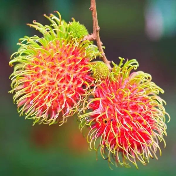 N18_Rambutan_Grafted_Fruit_Plant