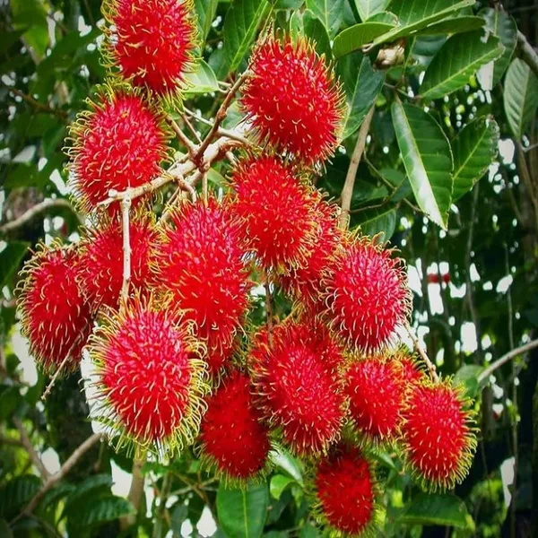 N18_Rambutan_Grafted_Fruit_Plant