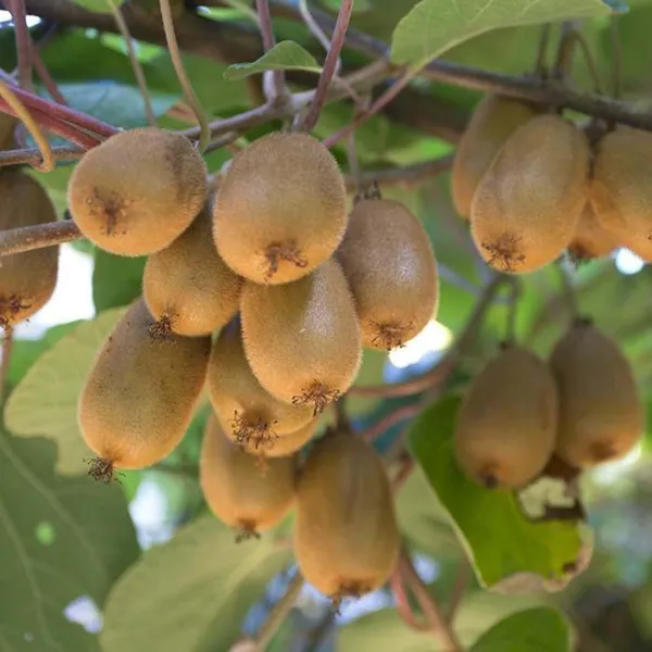 Hayward_Kiwi_Grafted_Fruit_Plant