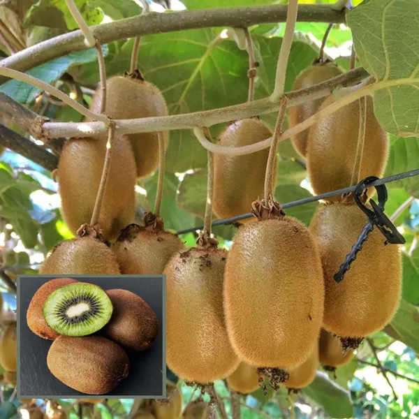 Hayward_Kiwi_Grafted_Fruit_Plant