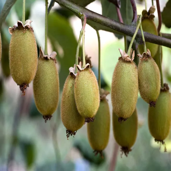 Hayward_Kiwi_Grafted_Fruit_Plant