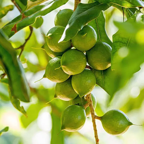 Macadamia_Nut_Fruit_Plant