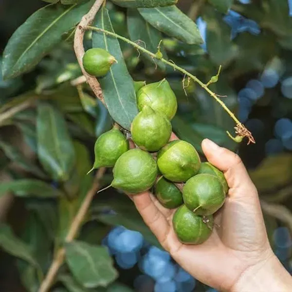 Macadamia_Nut_Fruit_Plant