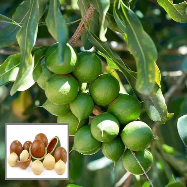 Macadamia_Nut_Fruit_Plant