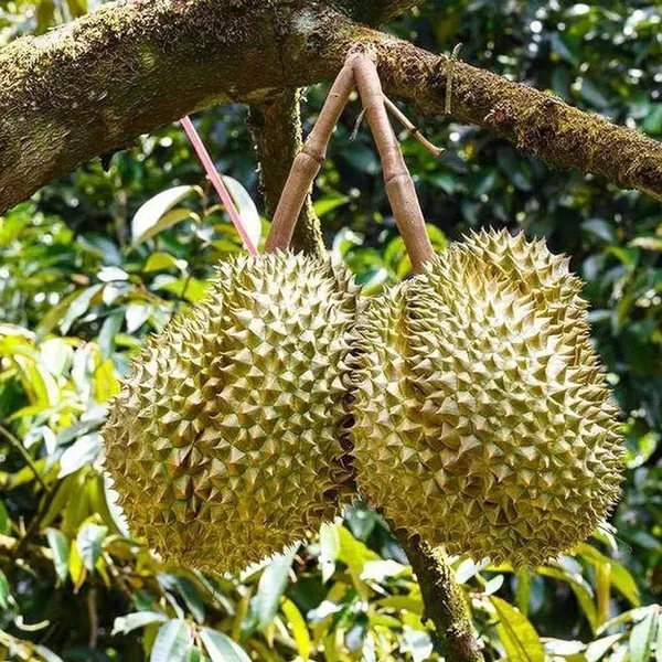 Durian_Durian_Durio_Zibethinus_Fruit_Plant