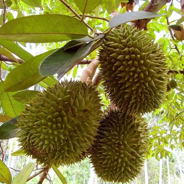 Durian_Durian_Durio_Zibethinus_Fruit_Plant