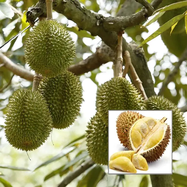 Durian_Durian_Durio_Zibethinus_Fruit_Plant
