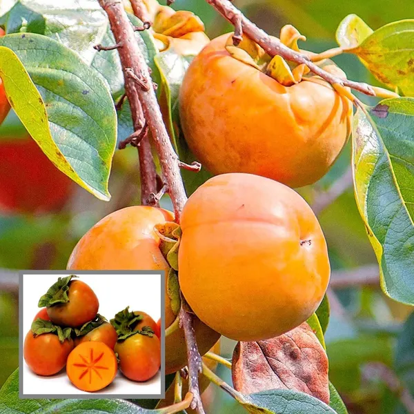 Eureka_Persimmon_Grafted_Fruit_Plant