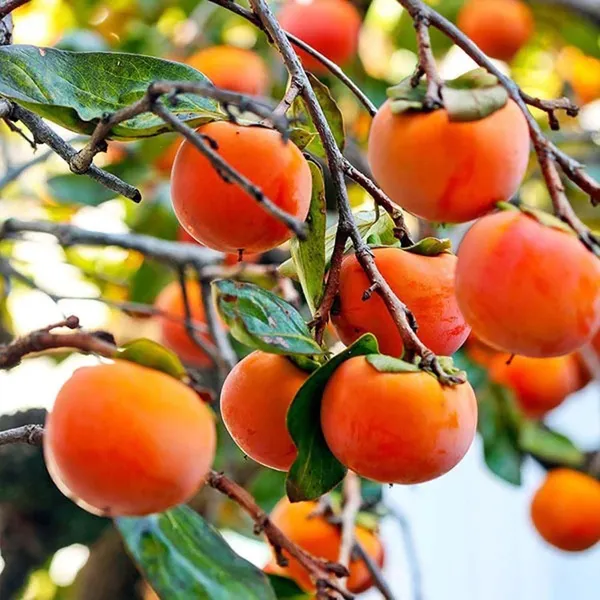 Eureka_Persimmon_Grafted_Fruit_Plant