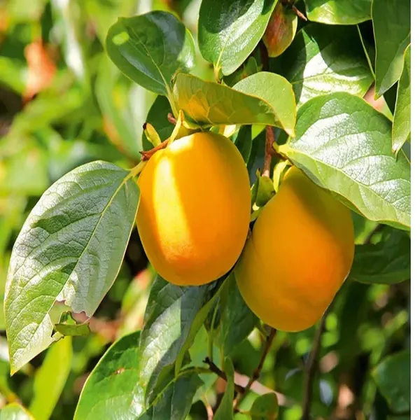 Eureka_Persimmon_Grafted_Fruit_Plant