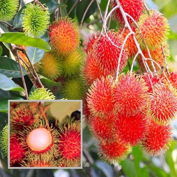 Kg10_Rambutan_Grafted_Fruit_Plant